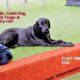 Zaphi - Guide Dog, Bowls Tragic & Pin Up Girl - PAKY 5000 - 2022